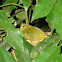 Wilson's Warbler