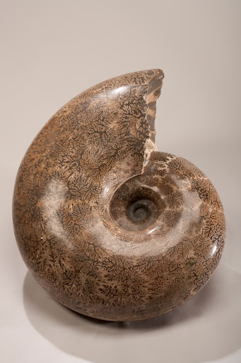 Ammonite (Perapachydiscus catarinae)