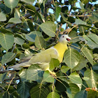 Yellow-footed Green Pigeon or Hariyal