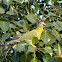 Yellow-footed Green Pigeon or Hariyal