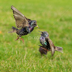 by James Blyth Currie - Animals Birds