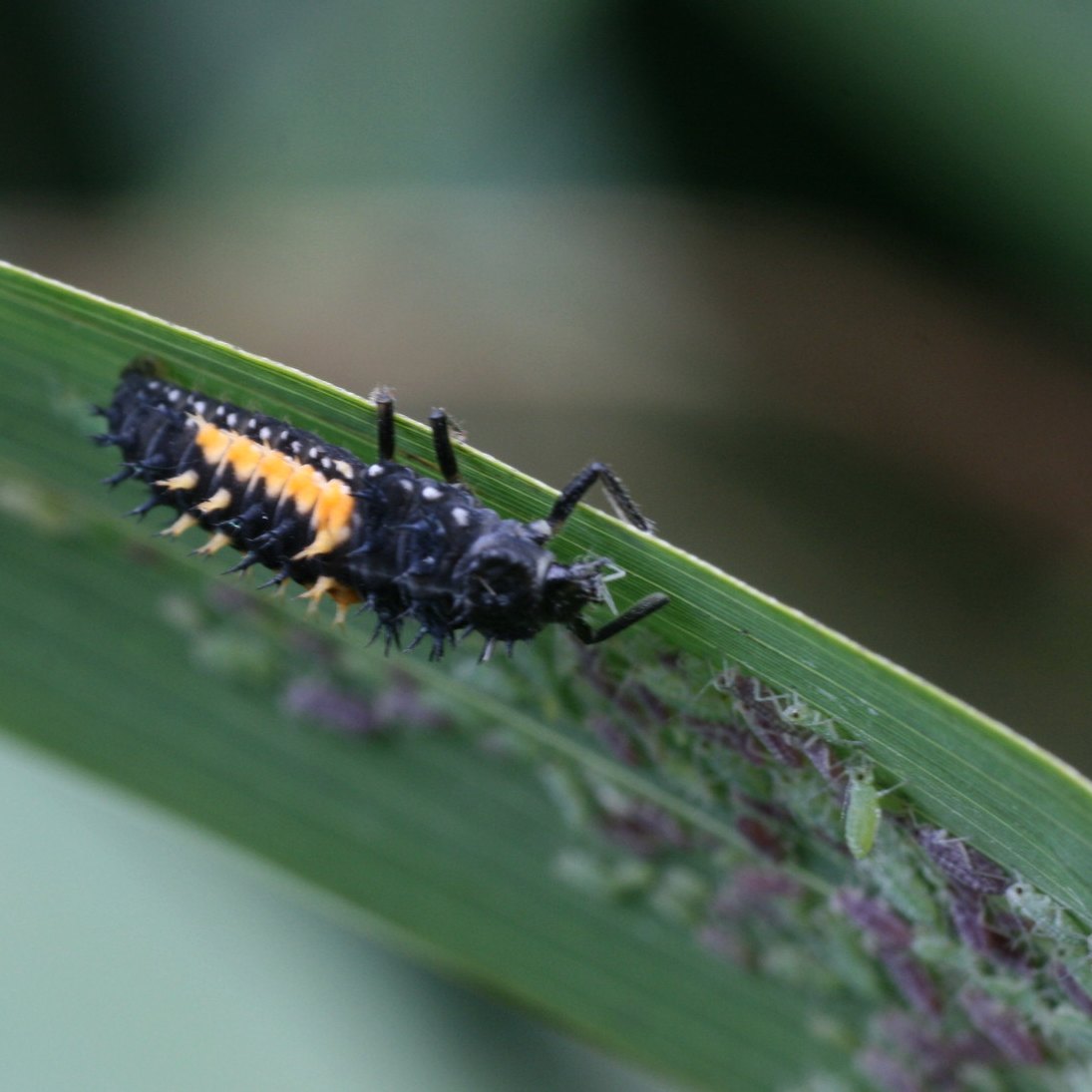 Ladybug larvae