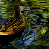 White-Cheeked Pintail