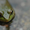 Green frog