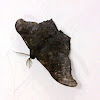 Black inch worm moth