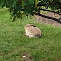 White-tailed prairie hare
