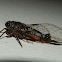 Cicadetta