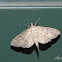 Southern Beet Webworm Moth