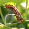Passion Caterpillar