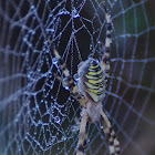 Wasp spider, araña cestera