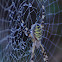 Wasp spider, araña cestera