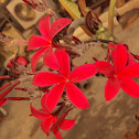 Plumeria or Frangipani