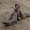 Northern Elephant Seal Pups