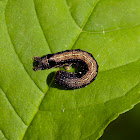 Caterpillar