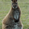 Bennett's wallaby (Macropus rufogriseus rufogriseus)