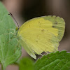 Anderson’s Grass Yellow