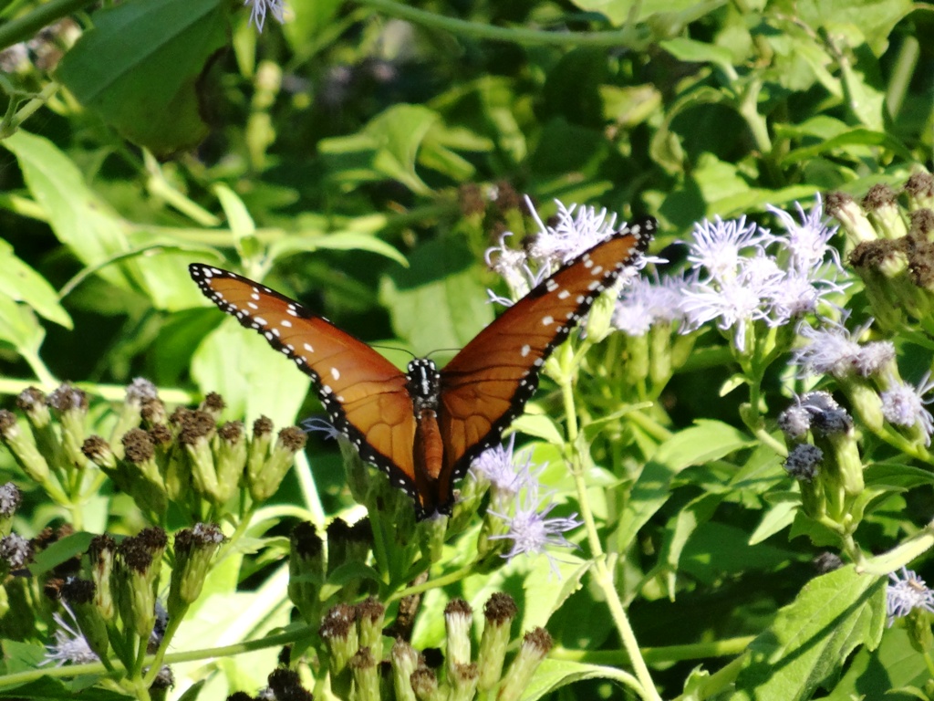 Tropical Queen Butterfly