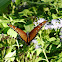 Tropical Queen Butterfly