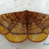 Monkey moth (Eupterotidae)