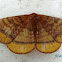 Monkey moth (Eupterotidae)
