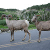 Bighorn sheep