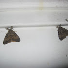 Gypsy Moth (males)