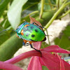 jewel bug or metallic shield bug