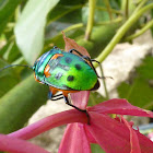 jewel bug or metallic shield bug