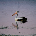 Australian Pelican