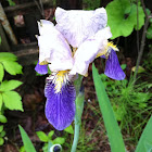 Blue flag Iris