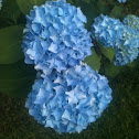 Hydrangea