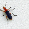 A Soldier Beetle