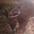 Minnesota Deer Watch