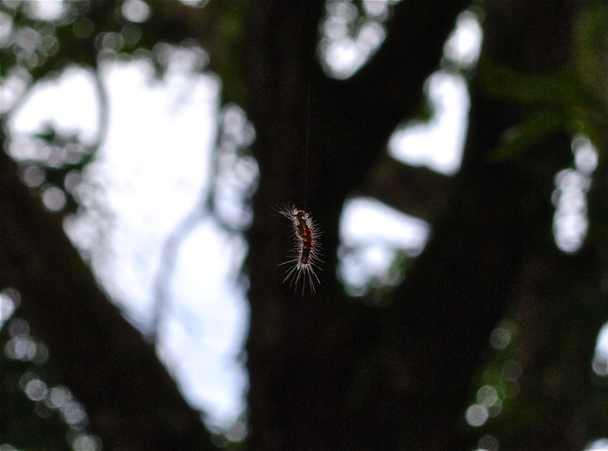 Caterpillar