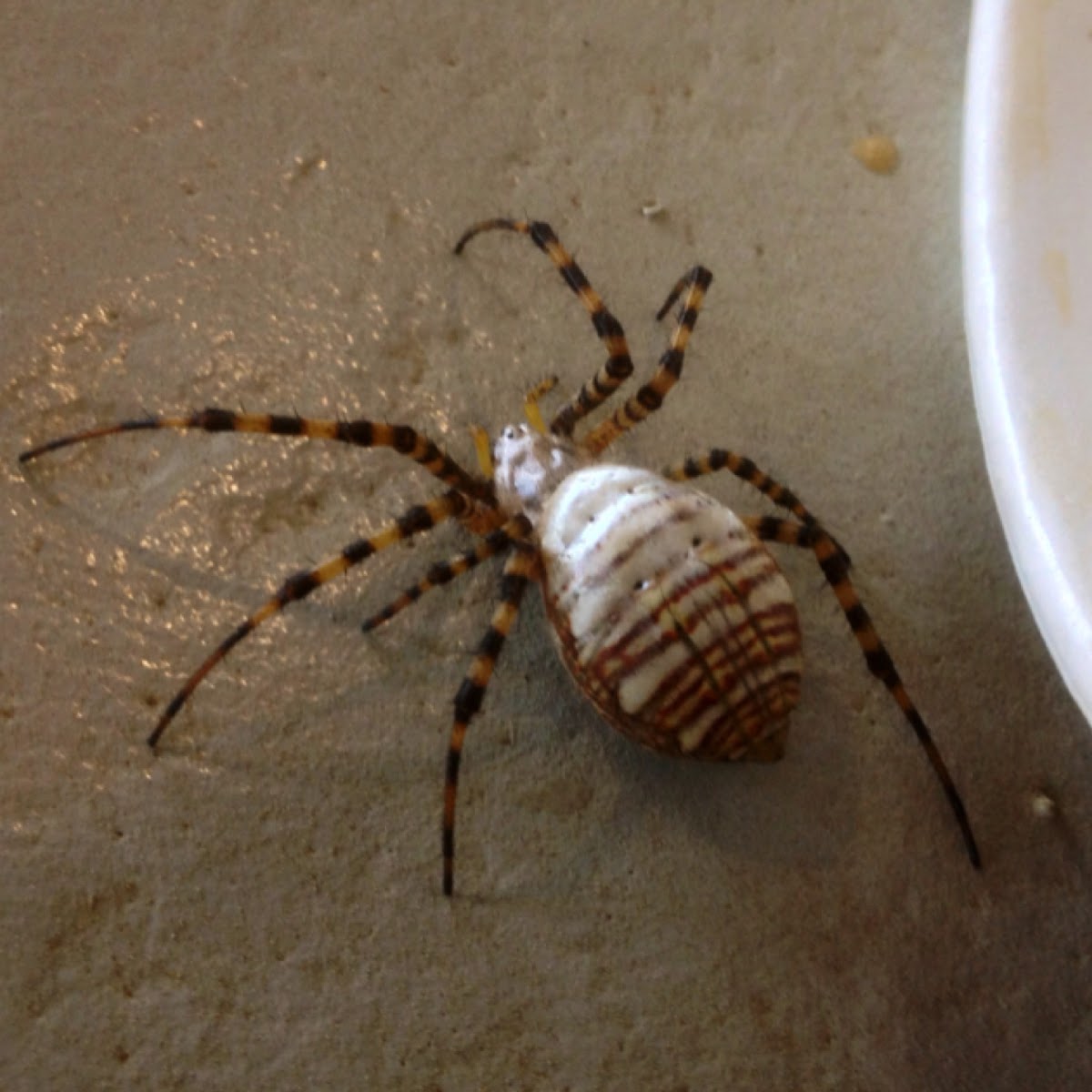 Banded Garden Spider