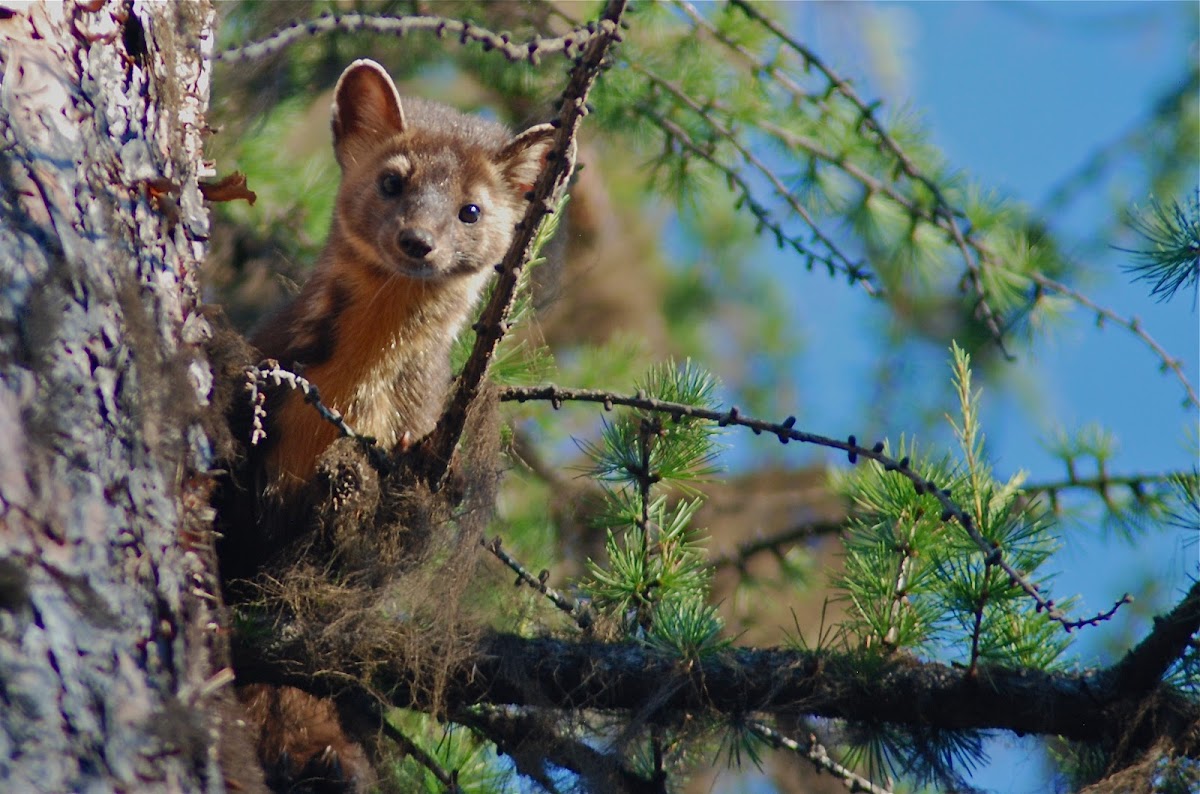 American Marten