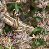 Two-striped Grasshopper (male)