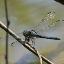 Great Blue Skimmer