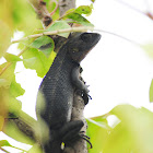 Frasers Hill Tree Lizard