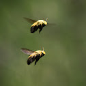 Afrotropical Carpenter Bee