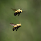 Afrotropical Carpenter Bee