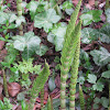 Horsetail/Snake grass/Puzzlegrass