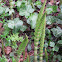 Horsetail/Snake grass/Puzzlegrass