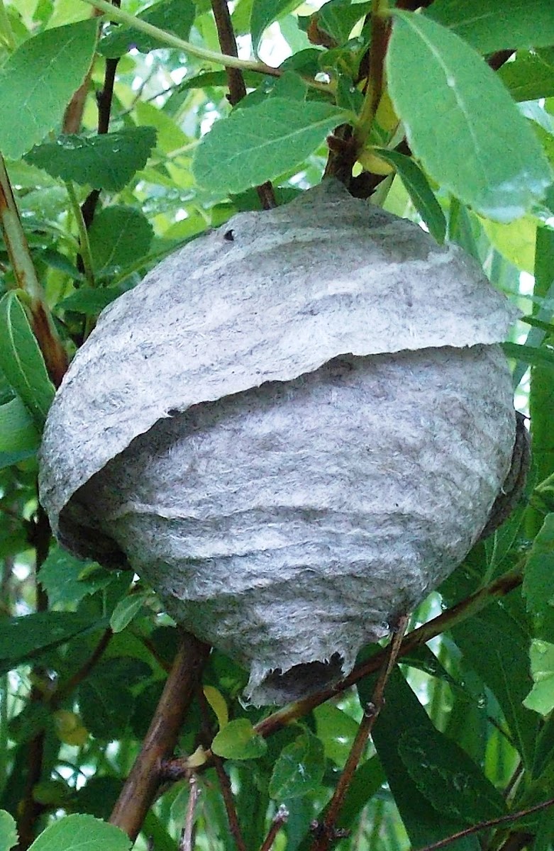 Hornet (Nest)