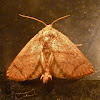 Inverted Y slug moth