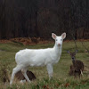Albino White-tailed deer