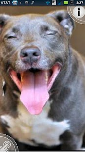 Download Animal Haven Animal Shelter APK