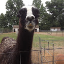 Llama