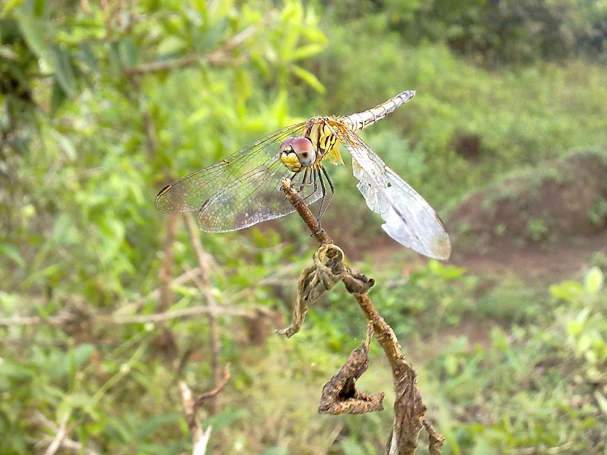 Dragon fly