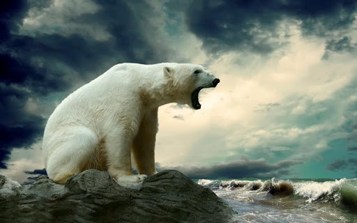 免費下載個人化APP|Polar Bear HD Wallpaper app開箱文|APP開箱王